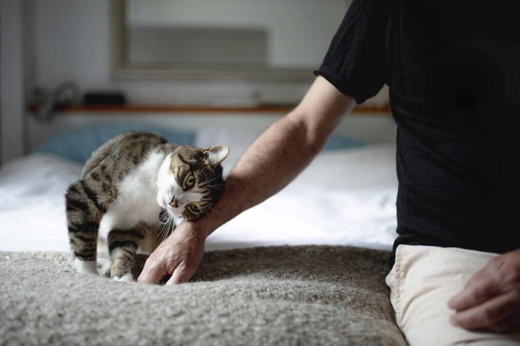 Além do carinho: entenda motivos pelos quais os gatos se esfregam