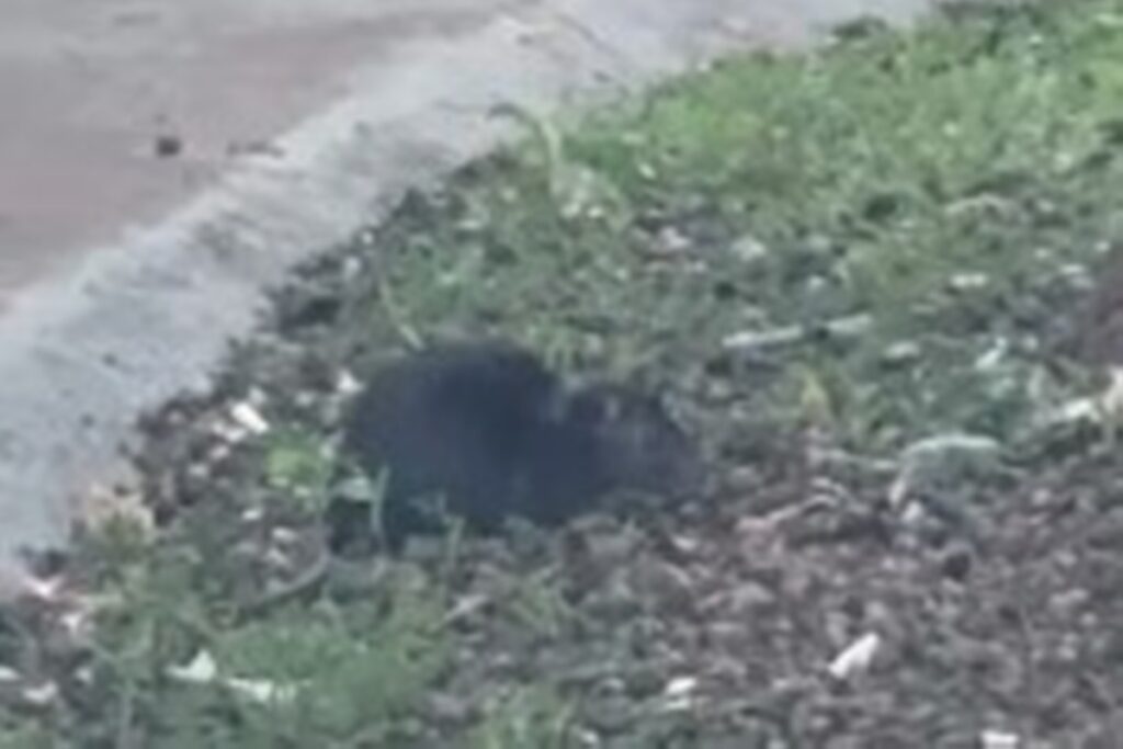 ratos,-baratas-e-entulho:-servidores-denunciam-caos-em-hospital-do-df