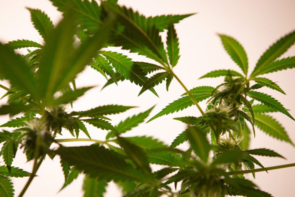 Anvisa autoriza Embrapa a realizar pesquisas com cultivo de cannabis
