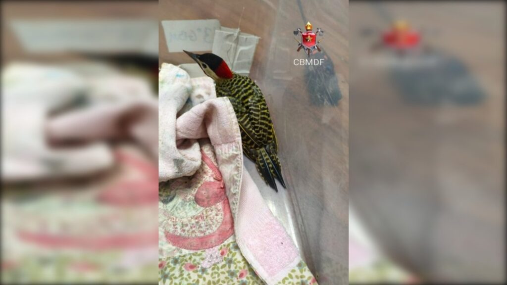 pica-pau-carijo-e-resgatado-dentro-de-quartel-dos-bombeiros-no-guara