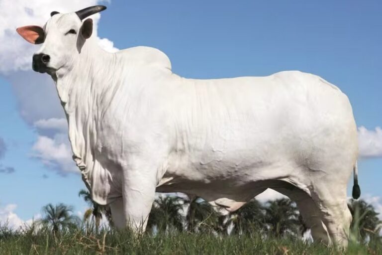 vaca-nelore-comprada-por-sertanejo-bate-recorde-mundial-de-preco