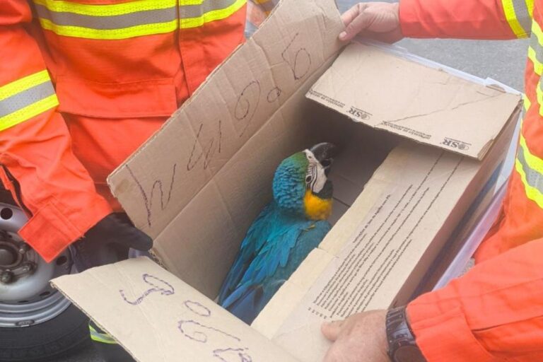 arara-cai-de-arvore,-se-machuca-e-e-resgatada-pelo-corpo-de-bombeiros