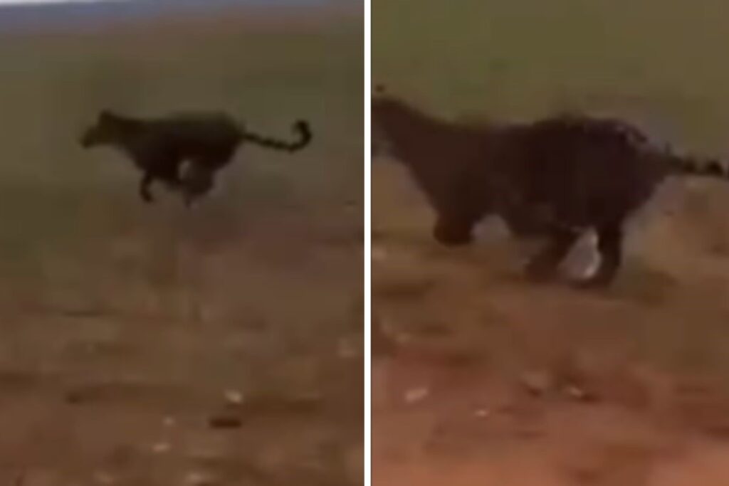 onca-pintada-persegue-carro-e-por-pouco-nao-e-atropelada