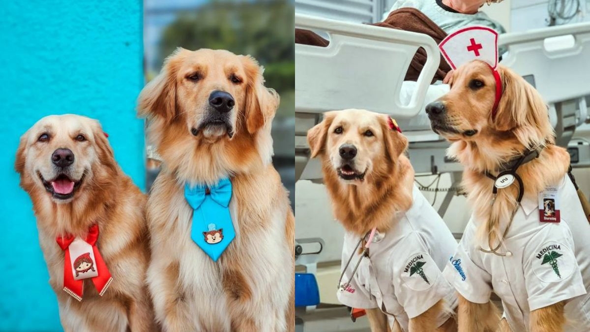 cachorros-terapeutas-levam-amor-para-casas-de-acolhimento-e-hospitais