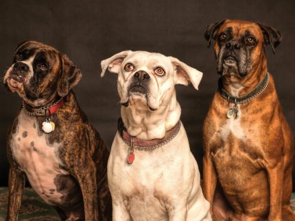 o-amor-pelos-pets-vai-alem!-estudo-indica-que-vinculo-influencia-ate-a-vida-amorosa