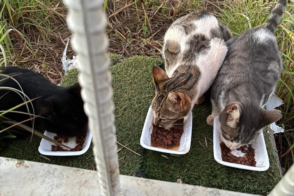 justica-derruba-decisao-que-proibia-alimentacao-de-gatos-em-condominio