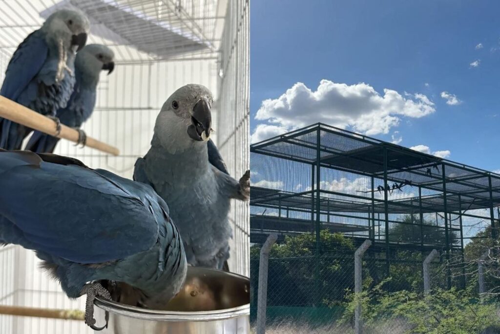 ba:-ararinhas-azuis-que-viviam-soltas-estao-infectadas-com-virus-letal