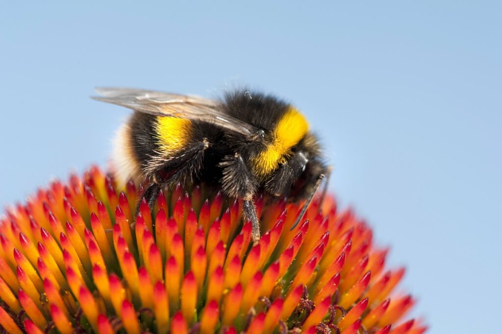 reducao-das-colonias-de-abelhas-no-canada-pode-estar-associada-a-virus