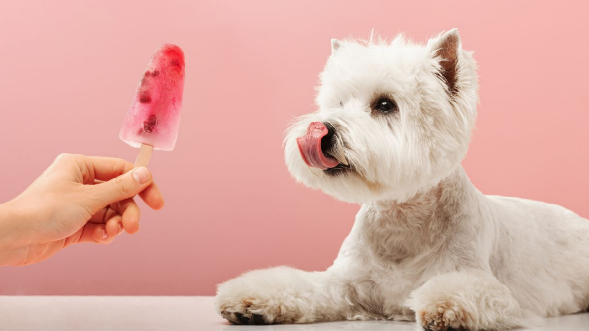 Sete dicas para deixar o ambiente fresquinho para os pets no calor