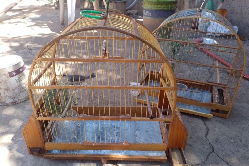 coleiro-papa-capim:-homem-e-multado-por-engaiolar-aves-silvestres