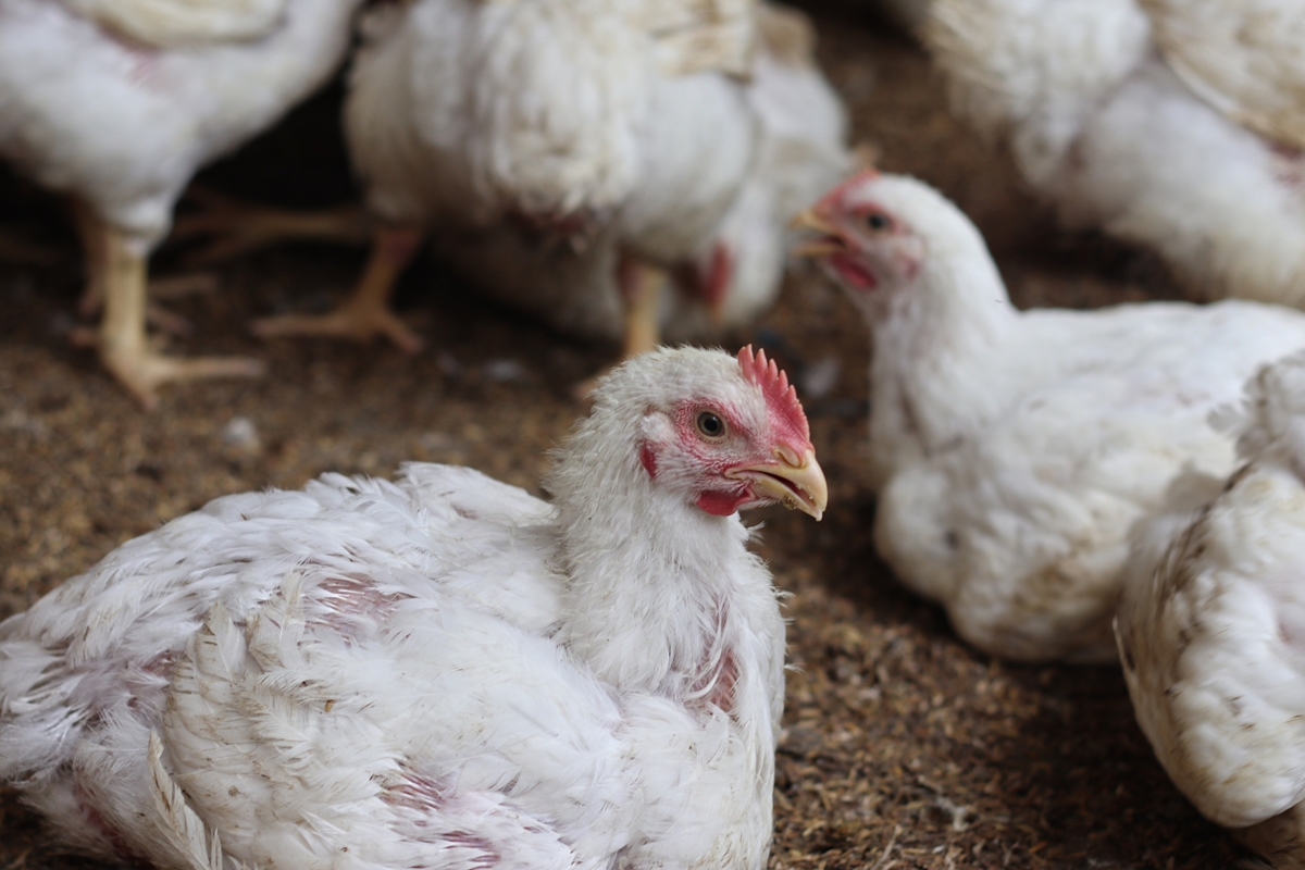 pandemias:-gripe-aviaria-pode-ser-mais-grave-que-covid,-diz-cientista