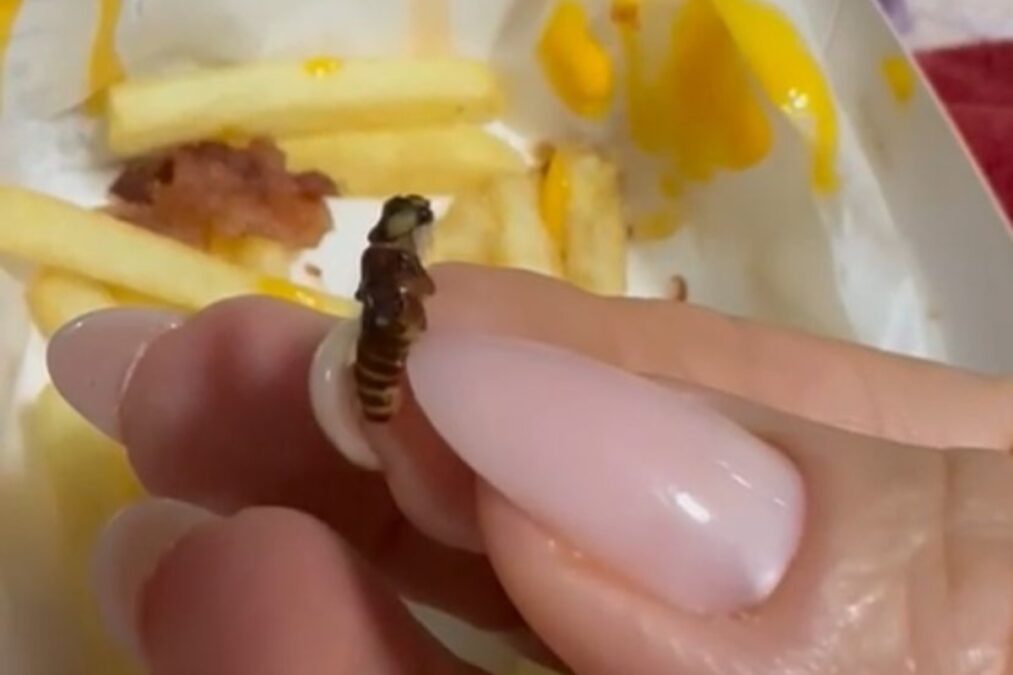 Cliente filma lanche do McDonald’s com larvas, insetos e faz denúncia