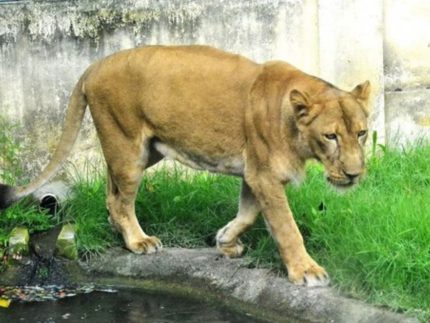 homem-e-morto-apos-invadir-jaula-de-leoa-em-parque-em-joao-pessoa