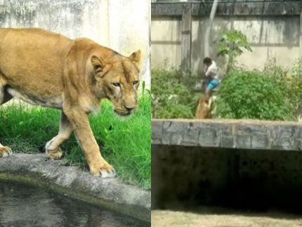identidade-de-homem-morto-apos-invadir-jaula-de-leoa-segue-sem-confirmacao-oficial