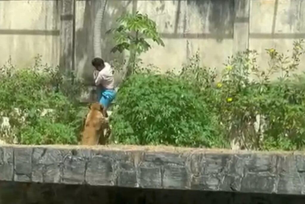 jovem-morto-por-leoa-chegou-a-invadir-pista-de-aviao-para-ir-a-africa