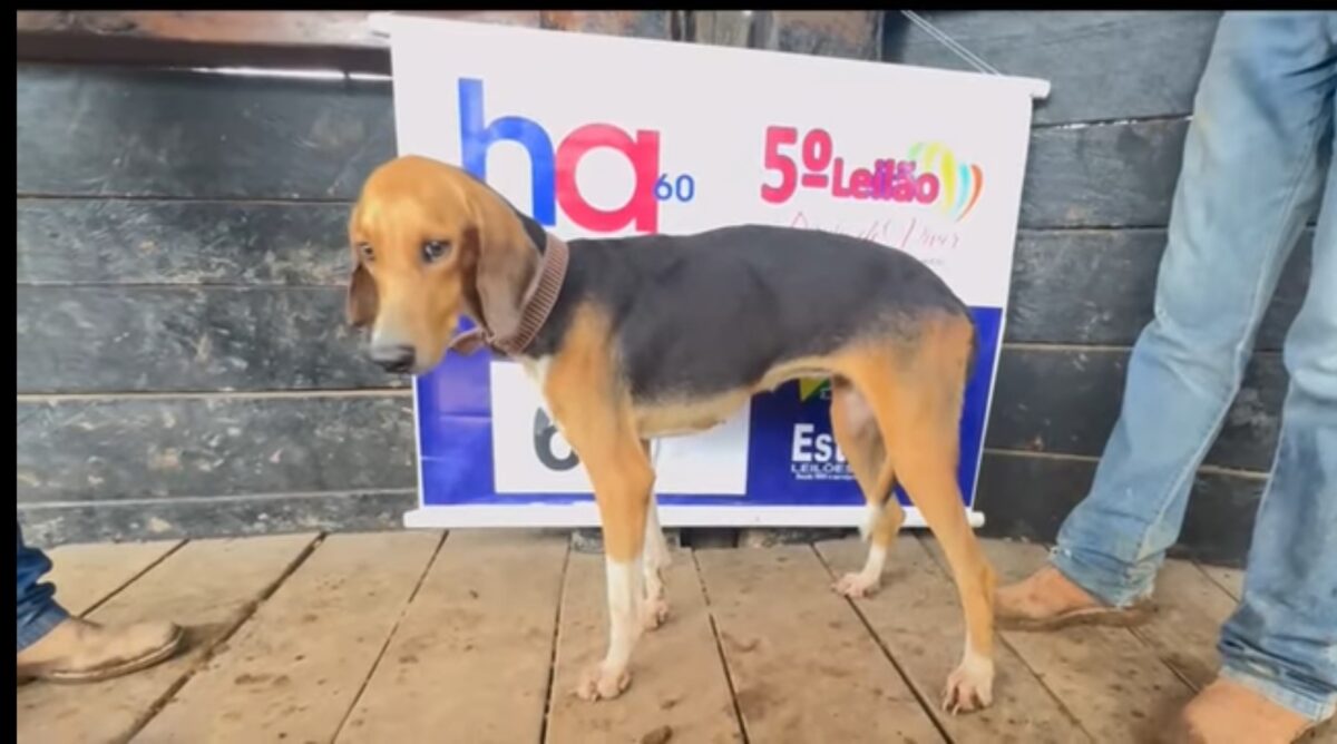 Cachorro do Corpo de Bombeiros é arrematado por R$ 25 mil em leilão solidário que superou expectativas em Sena Madureira