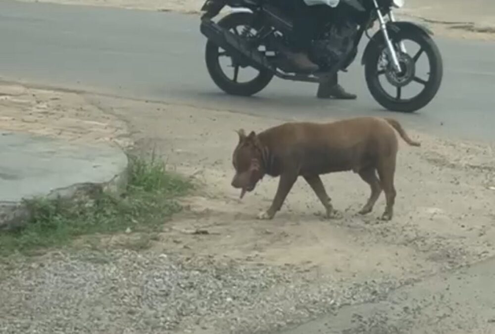 Pitbull é flagrado solto e sem focinheira em avenida movimentada de Sena Madureira