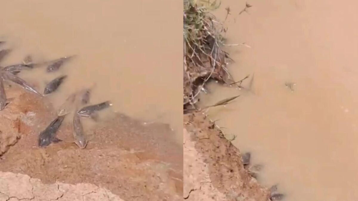 Após cheia, peixes aparecem mortos às margens do Rio Iaco e preocupam moradores de Sena Madureira
