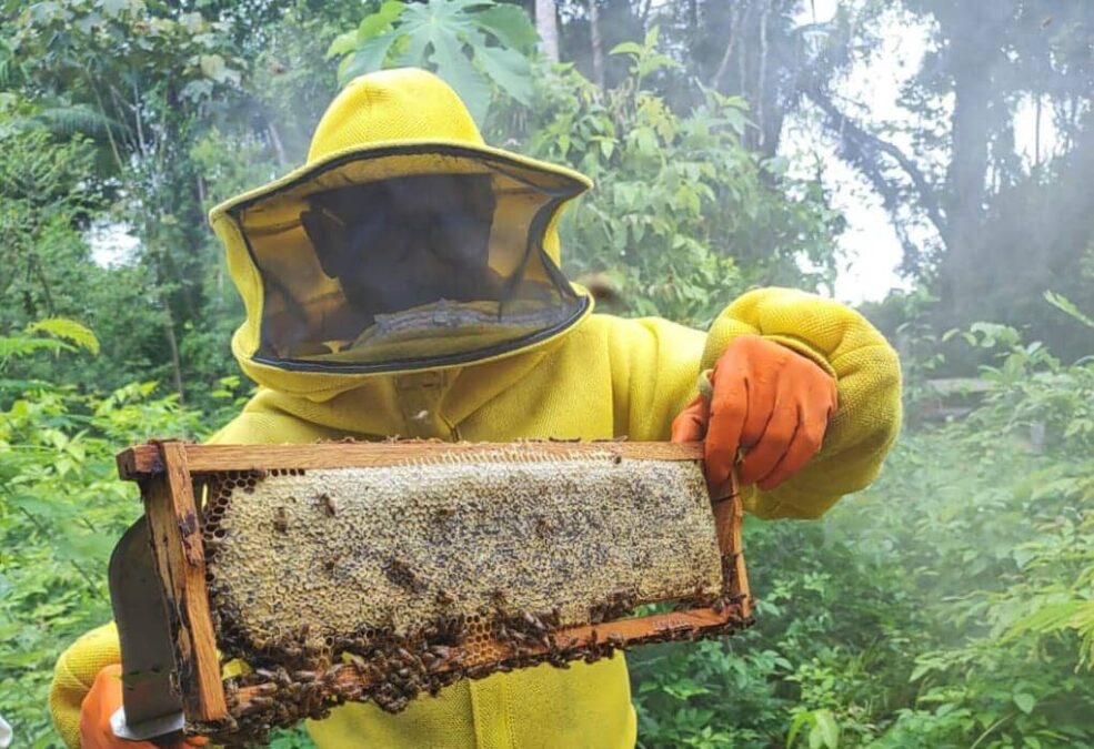 Governo incentiva cadeia produtiva do mel com visita técnica a apiários e meliponários