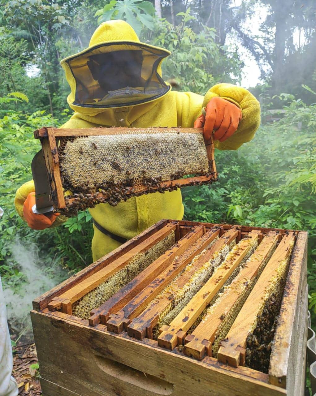 Visitas técnicas foram realizadas a apicultores e meliponicultores de quatro municípios. Foto: cedida