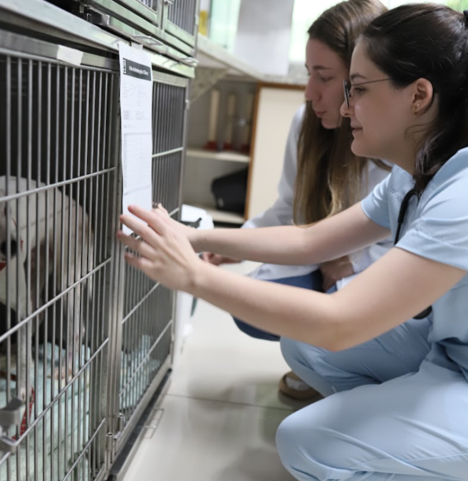 Clínica veterinária da Ufac reajusta valores dos serviços em 2026