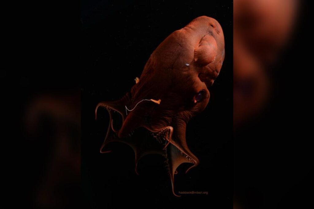 lula-vampiro-do-inferno:-genoma-pre-historico-e-o-maior-entre-moluscos