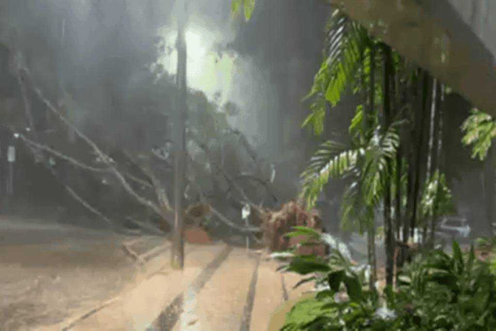 temporal-no-df-derruba-arvores-sobre-carros-e-afeta-area-do-senado