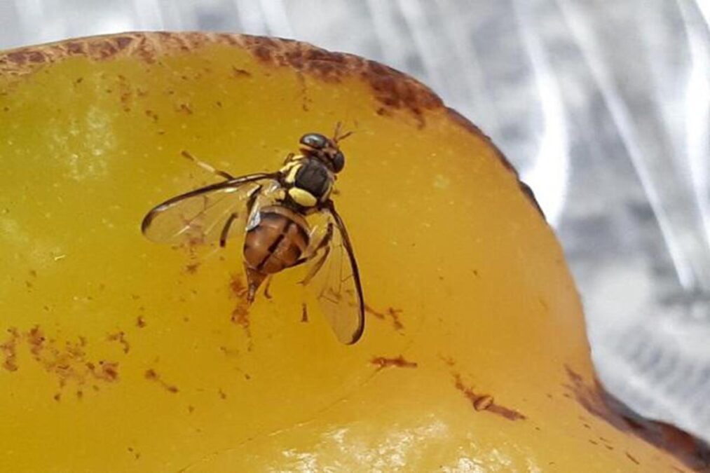 Mosca-da-carambola: praga de alto risco é detectada no Amazonas