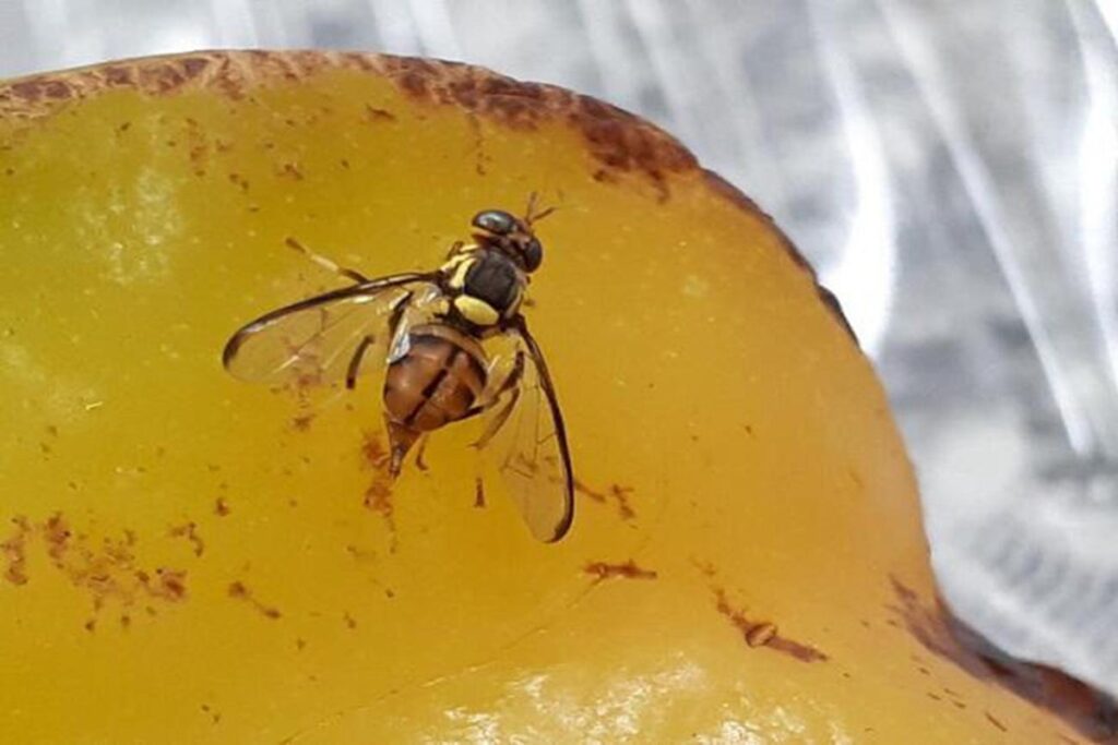 mosca-da-carambola:-praga-de-alto-risco-e-detectada-no-amazonas