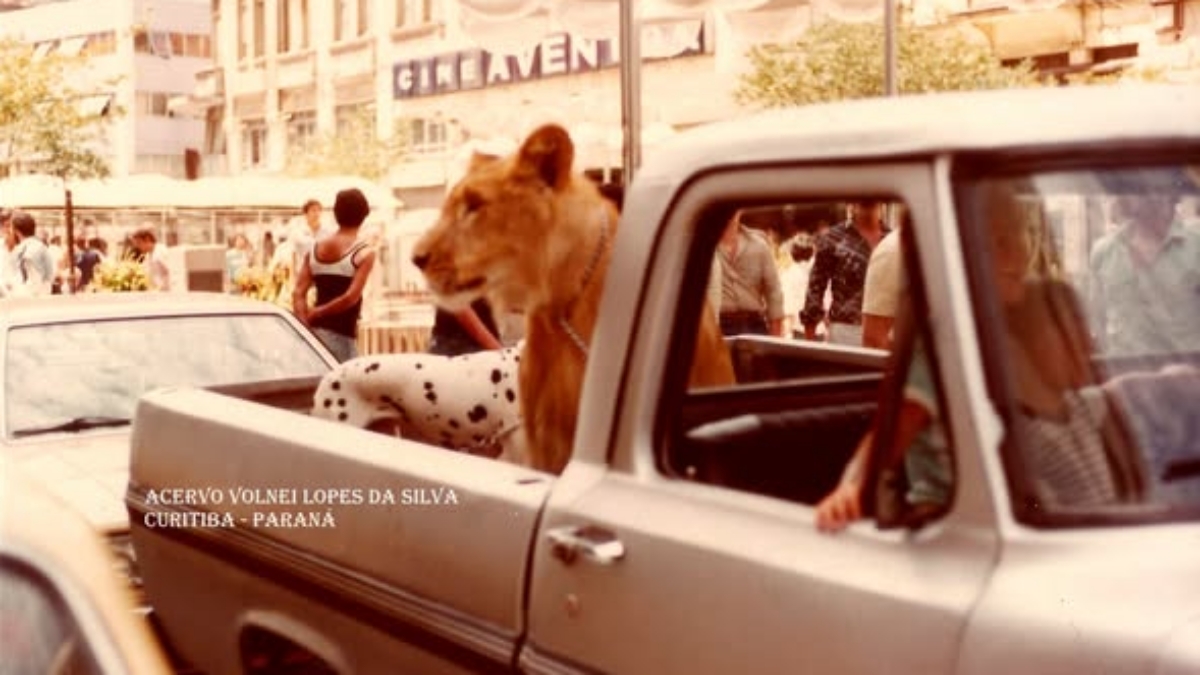 leoes-no-quintal:-familia-brasileira-chegou-a-ter-5-felinos-em-casa