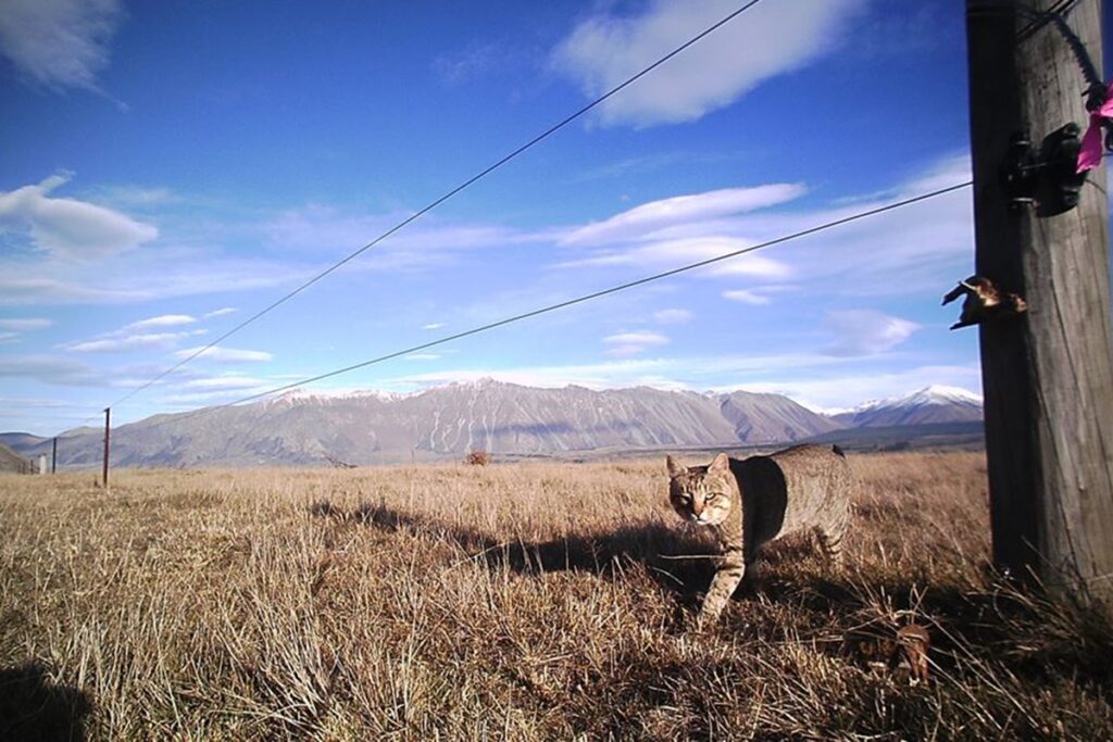 nova-zelandia-quer-eliminar-gatos-selvagens-do-pais.-entenda-o-motivo