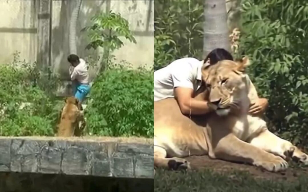 Vídeo mostra Vaqueirinho abraçando leoa e viraliza nas redes. Entenda