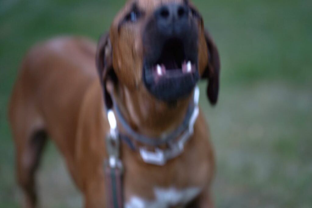 cachorro-e-diagnosticado-com-raiva-em-salvador-apos-20-anos-sem-casos