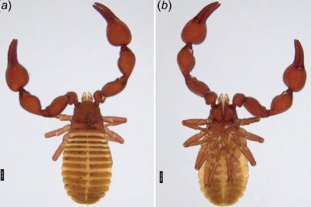 duas-novas-especies-de-“escorpiao-fake”-sao-encontradas-em-morcegos