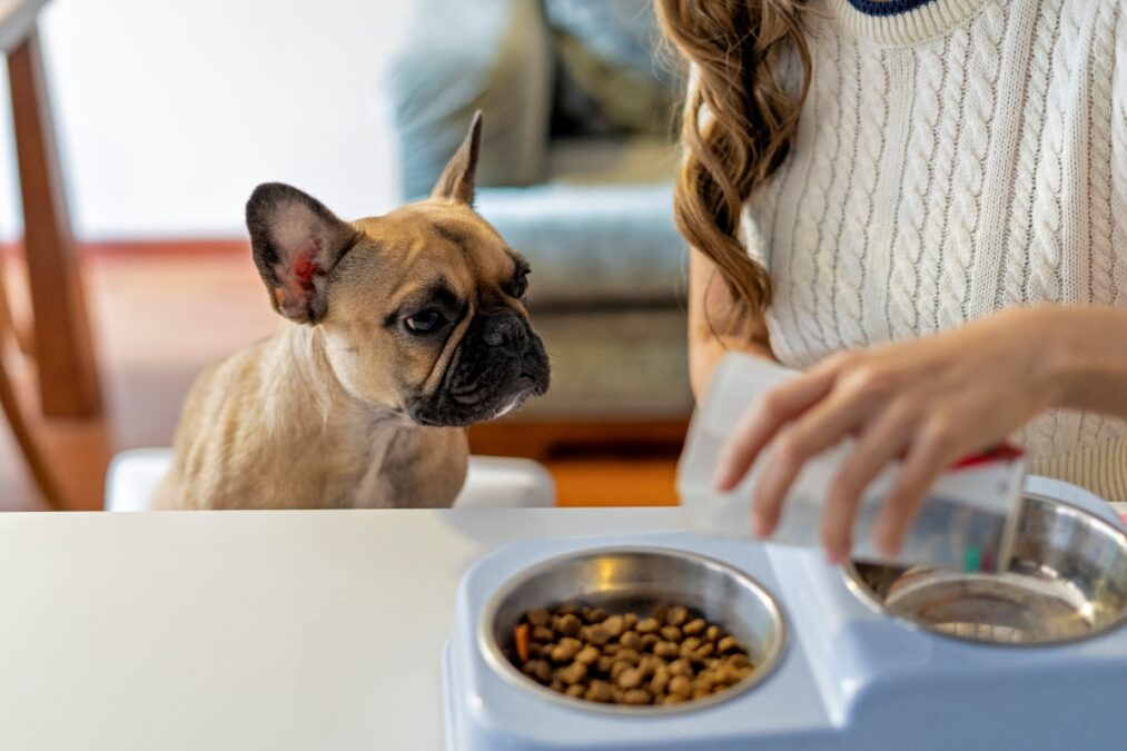 Seu pet não quer comer a ração? Entenda os motivos e o que fazer