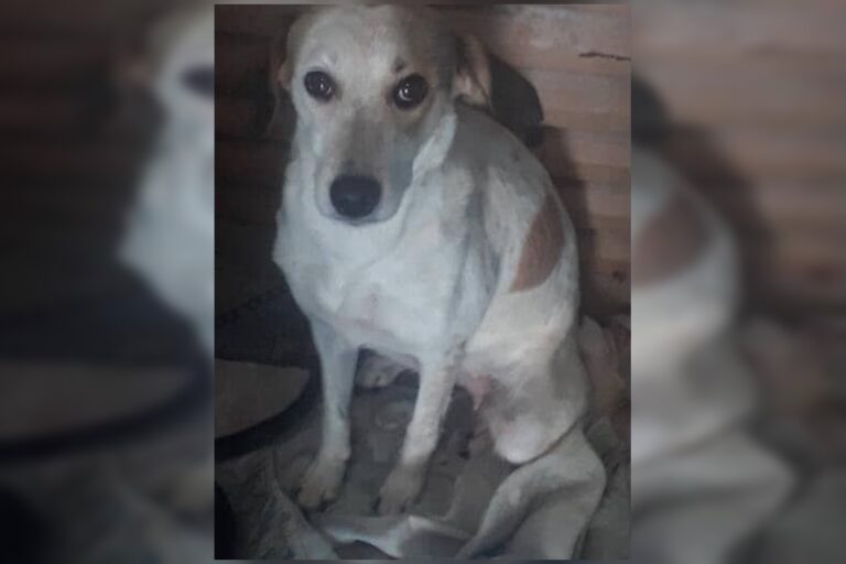 cachorra-morre-ao-encostar-em-fio-no-df:-“poderia-ser-qualquer-um”