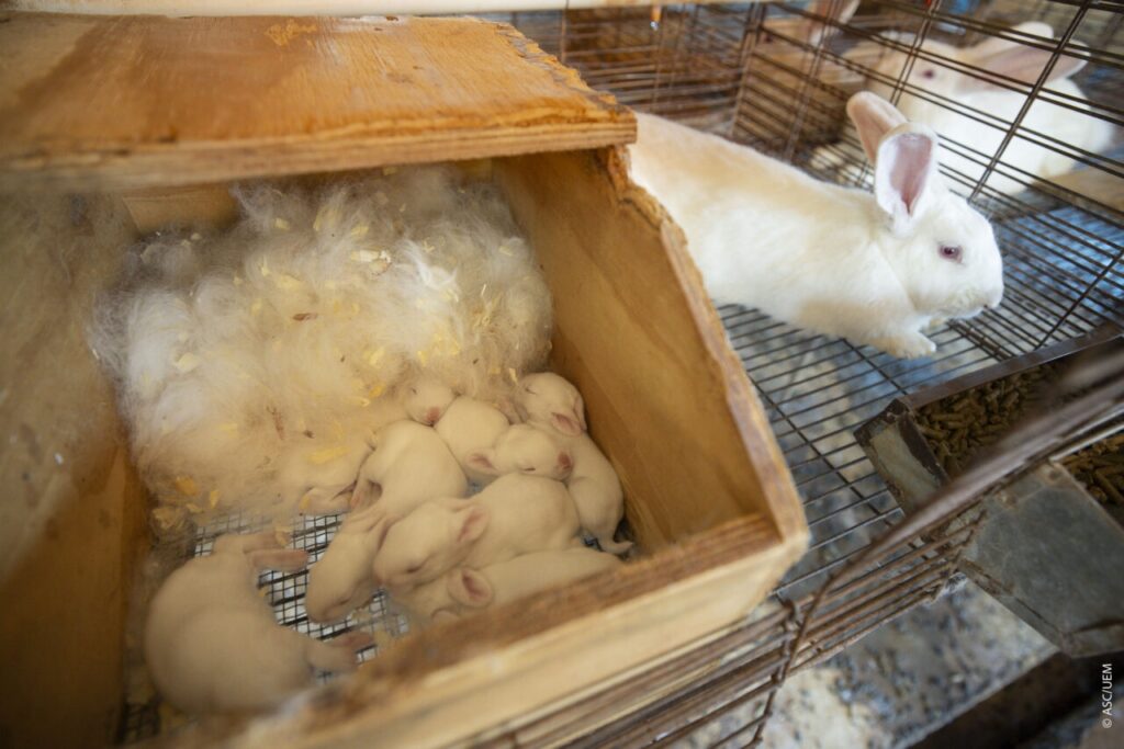 pesquisadores-criam-ordenha-inedita-e-produzem-1o-leite-de-coelha