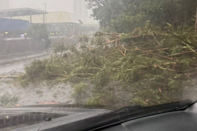 tempestade-derruba-arvore-e-interdita-avenida-na-grande-sao-paulo