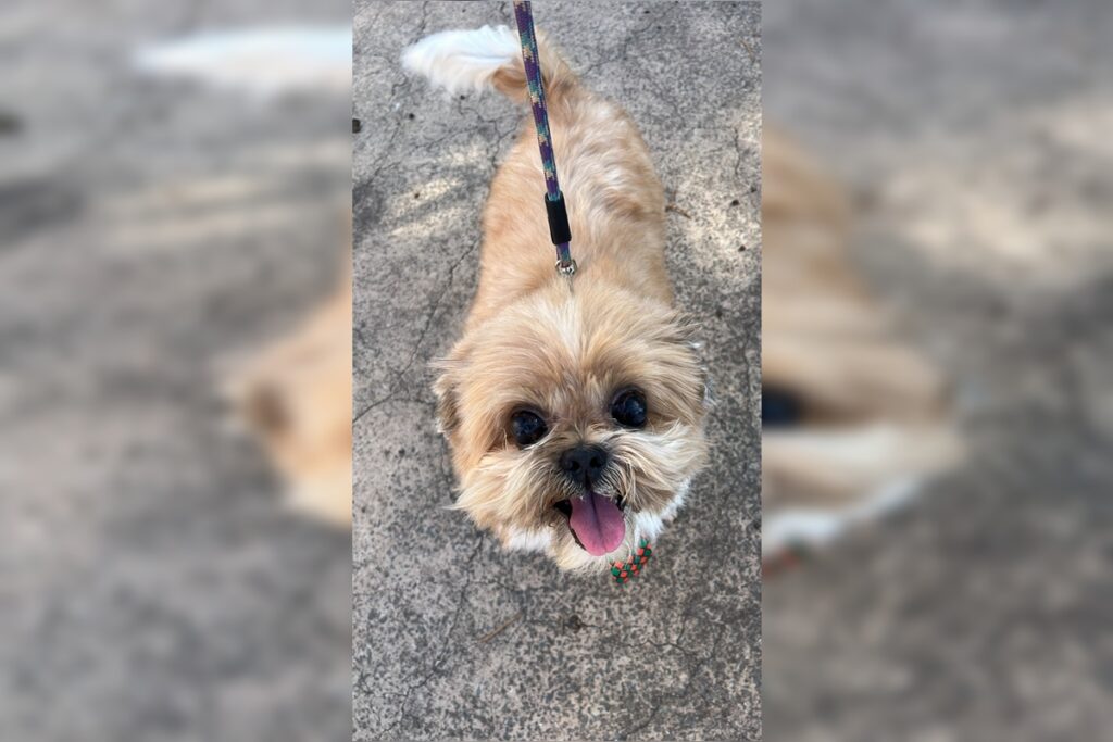 cao-volta-sangrando-apos-banho-em-pet-shop-do-df;-policia-investiga