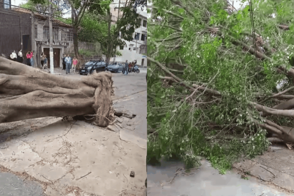 Árvore desaba, deixa moradores sem luz e bloqueia rua em São Paulo