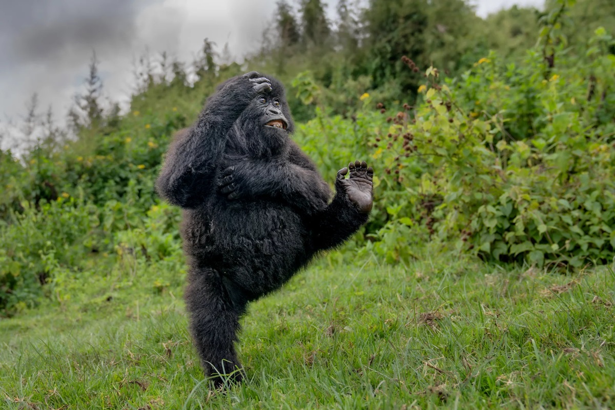 Olha o flash! Confira as imagens de animais mais engraçadas de 2025