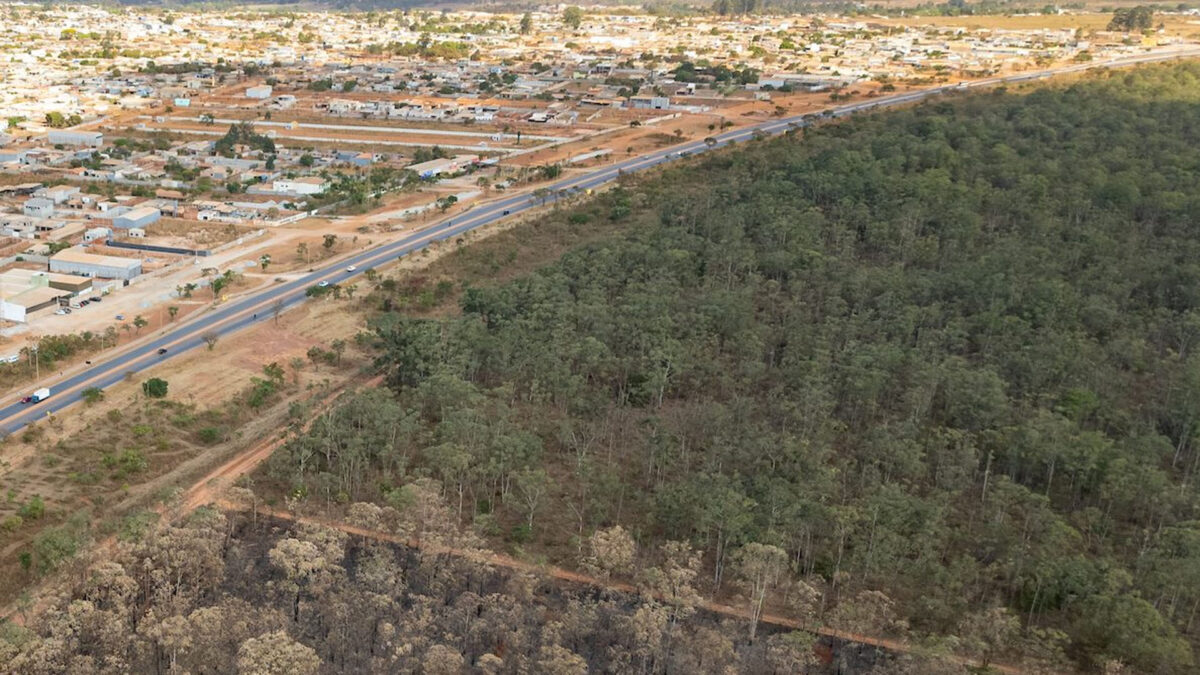 Grupo criminoso que fazia grilagem na Floresta Nacional é alvo da PCDF