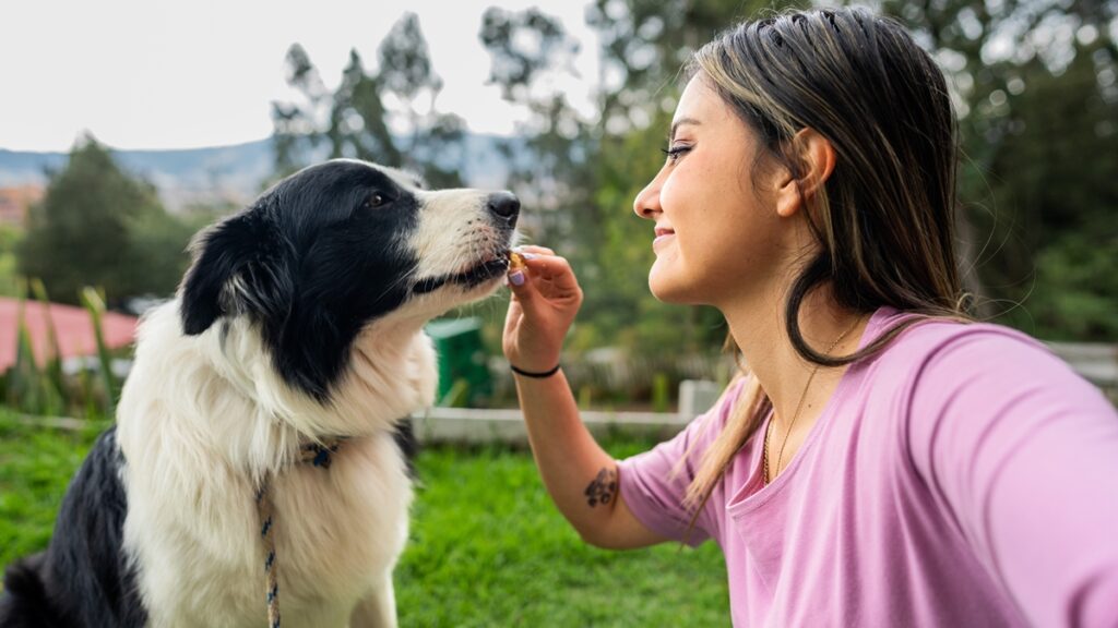mercado-pet-brasileiro-ganha-snack-inedito-de-alta-qualidade