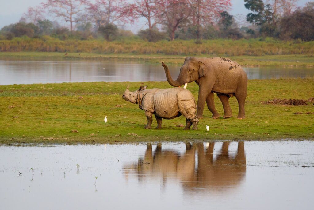 pintura-de-presas-e-chifres-ajuda-rinocerontes-e-elefantes?-entenda