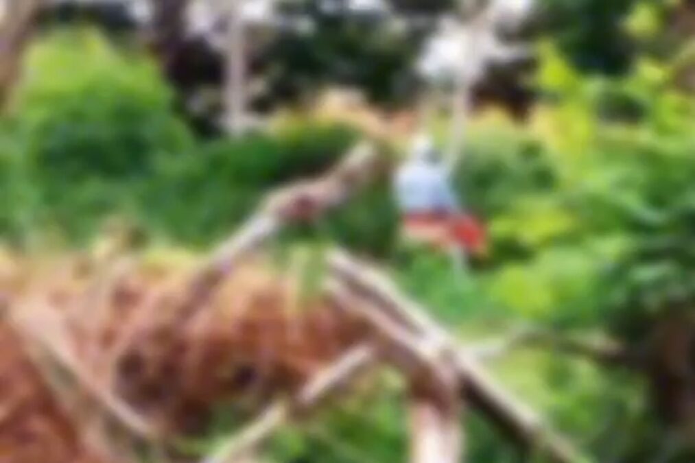 “Metendo a vara”: idosos são flagrados fazendo sexo em área pública