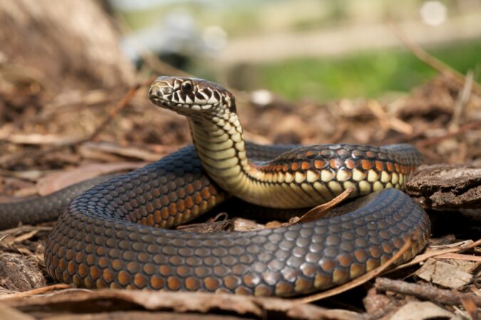 maior-cobra-do-mundo-tinha-tamanho-monstruoso-ha-12-milhoes-de-anos