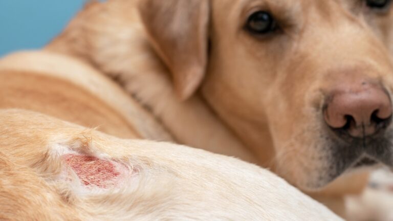 dezembro-laranja-e-pets:-como-prevenir-e-identificar-o-cancer-de-pele