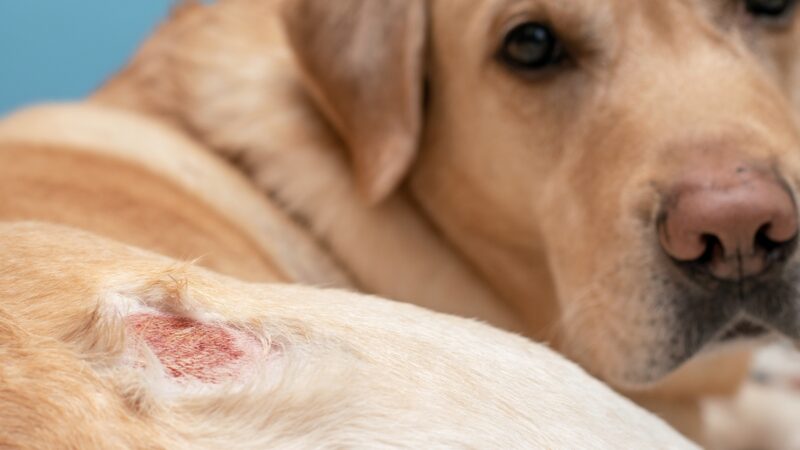 dezembro-laranja-e-pets:-como-prevenir-e-identificar-o-cancer-de-pele