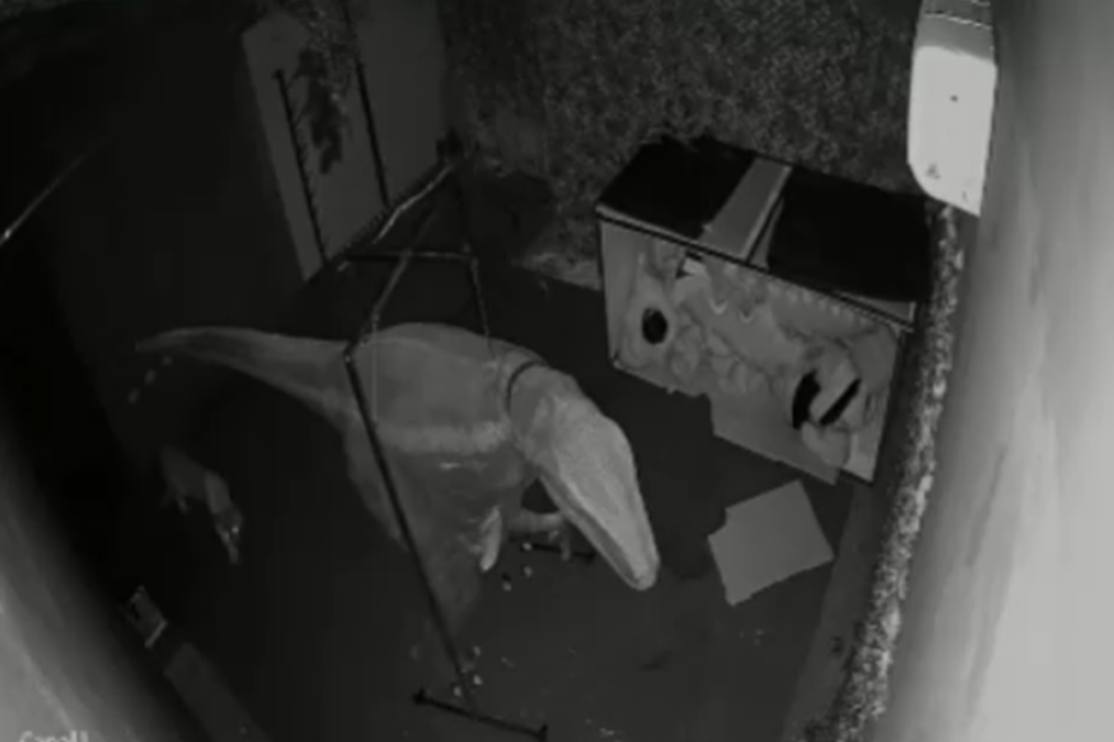 Onça-parda é resgatada de restaurante temático de dinossauros em SP