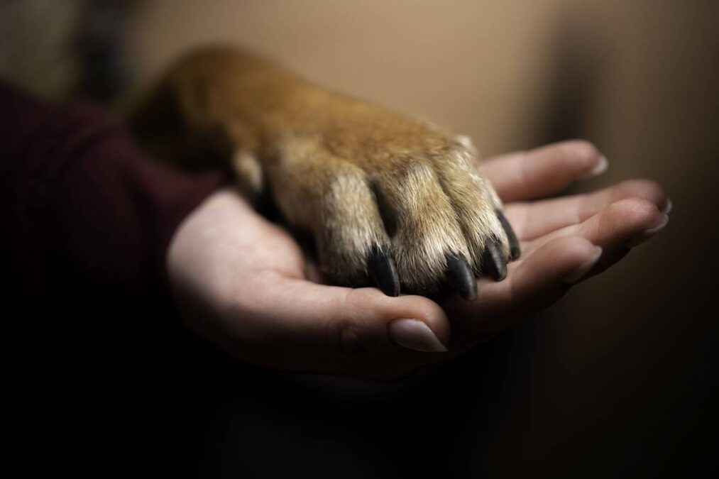 Alesp aprova projeto que permite enterro de cães e gatos com tutores